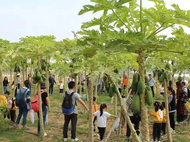 為什么大理研學(xué)夏令營(yíng)如此受歡迎？