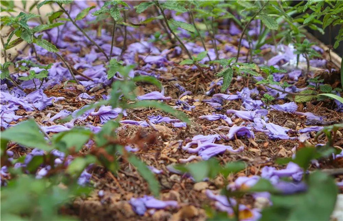 藍(lán)花楹