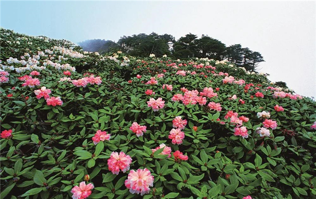 大理旅游 六月，蒼山等你赴一場(chǎng)花的“盛宴”！