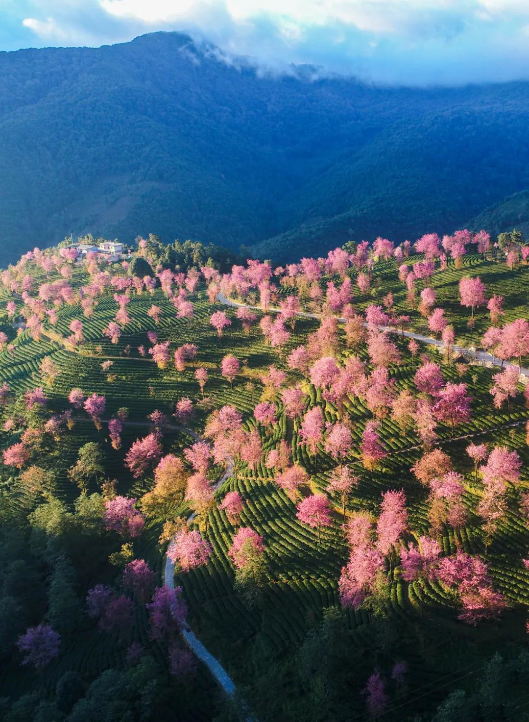 無(wú)量山櫻花谷