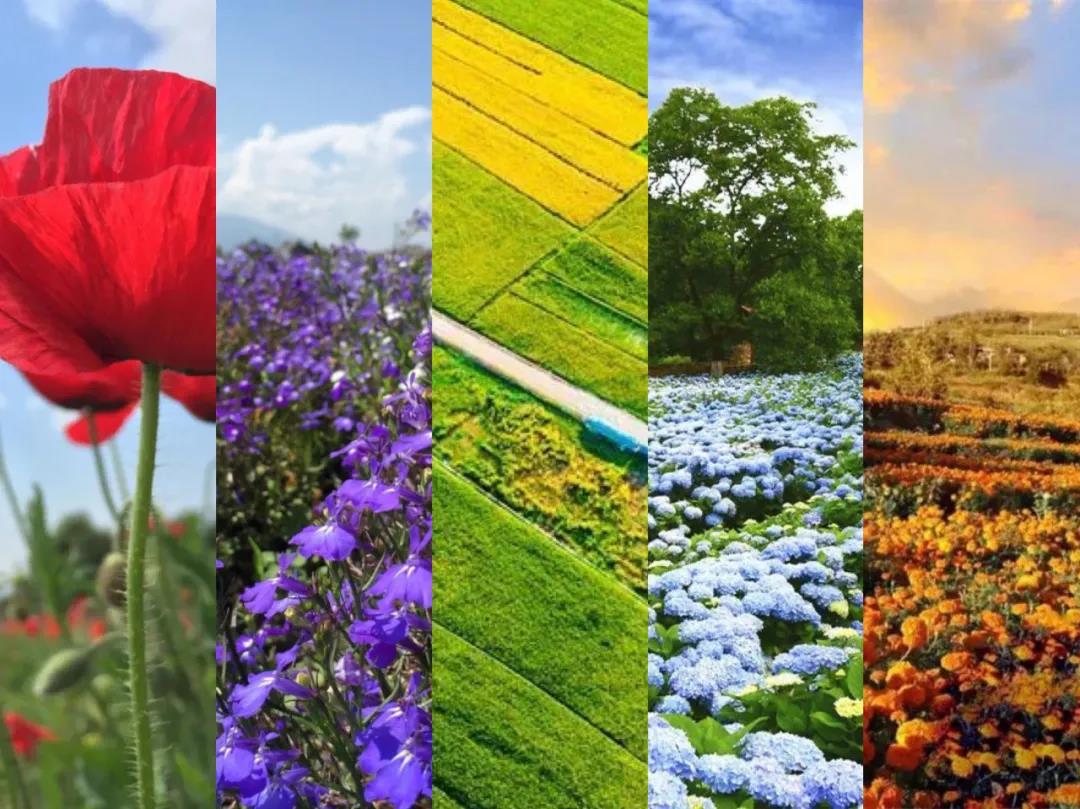 美麗大理的豐收色卡,大理秋季限定——豐收彩虹 你收到了嗎？