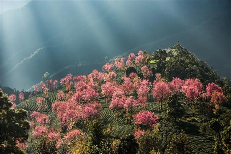 大理櫻花季：南澗無量，秘境花鄉(xiāng)——神仙姐姐居住的地方！快來大理旅游吧！