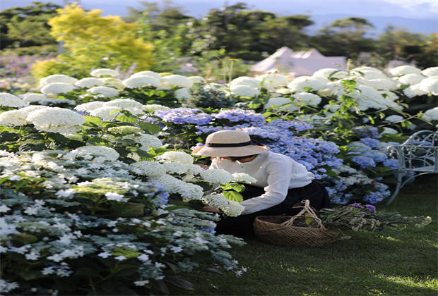 蒼山下，邂逅莫奈花園
