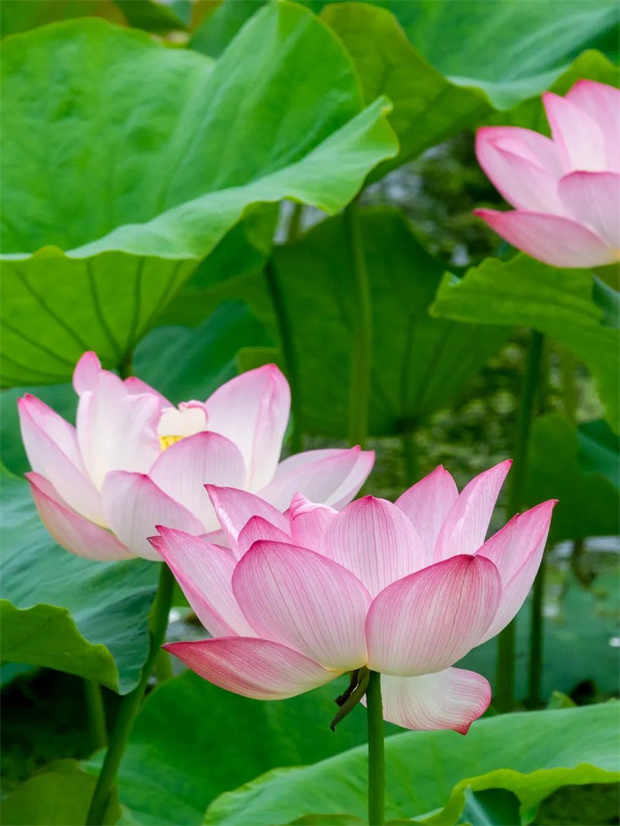 云南旅游,云南旅行社,云南團(tuán)建公司,云南策劃公司,云南會(huì)議會(huì)展,云南旅游地接,大理旅游,大理旅行社,大理團(tuán)建公司,大理策劃公司,大理會(huì)議會(huì)展：大理周邊游｜解鎖夏日限定“荷”顏悅色