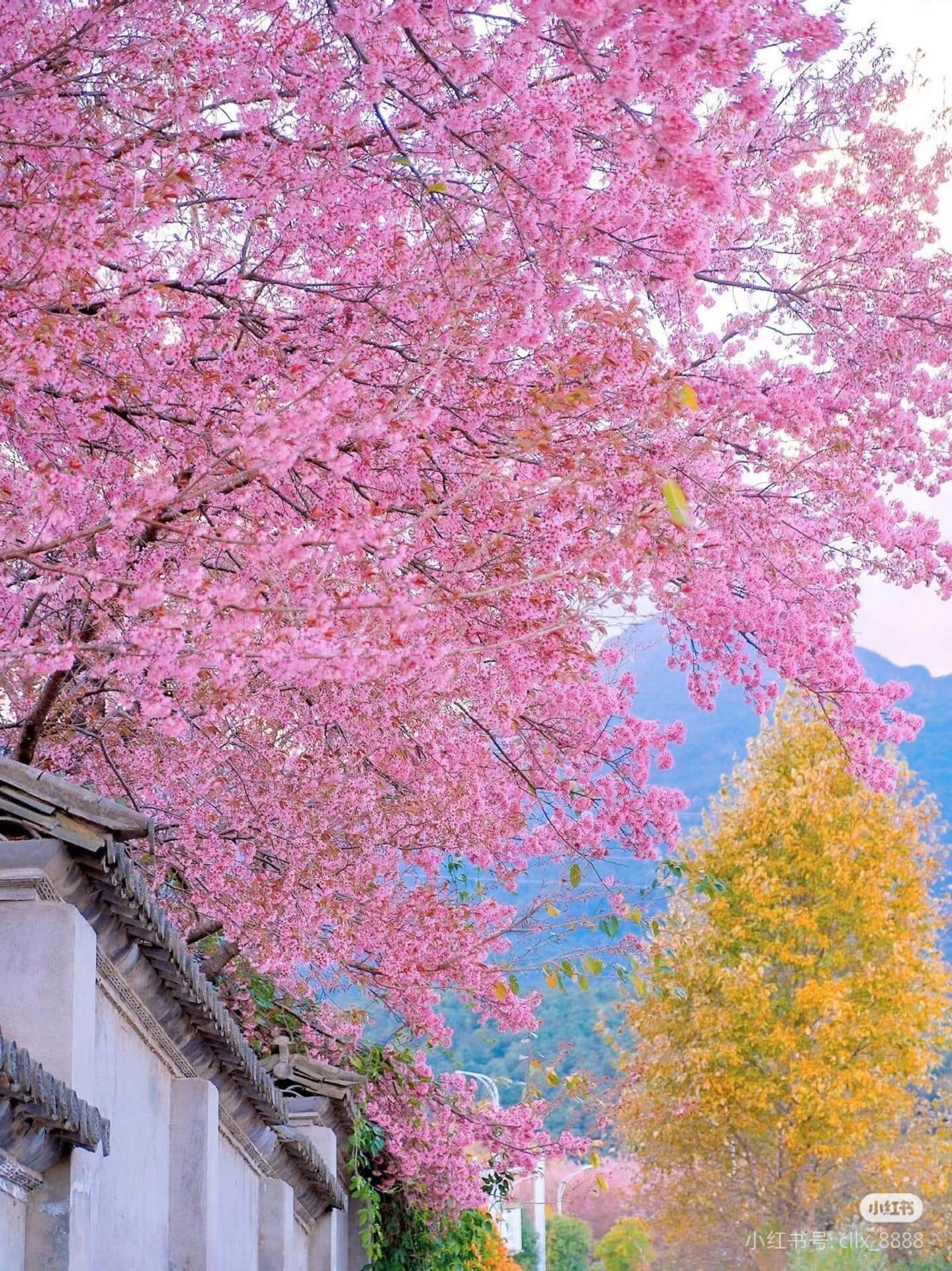 云南旅游,云南旅行社,云南團(tuán)建公司,云南策劃公司,云南會(huì)議會(huì)展,云南策劃執(zhí)行,大理旅游,大理旅行社,大理團(tuán)建公司,大理會(huì)議公司,大理會(huì)議會(huì)展,大理策劃公司:去云南才知道，最早的櫻花是開在冬天的