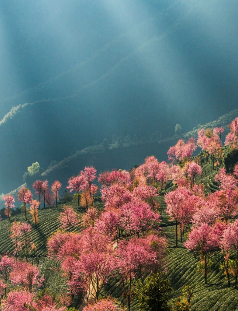 云南旅游,云南旅行社,云南團(tuán)建公司,云南策劃公司,云南會(huì)議會(huì)展,大理旅游,大理旅行社,大理團(tuán)建公司,大理會(huì)議會(huì)展：無量山冬櫻花開了！